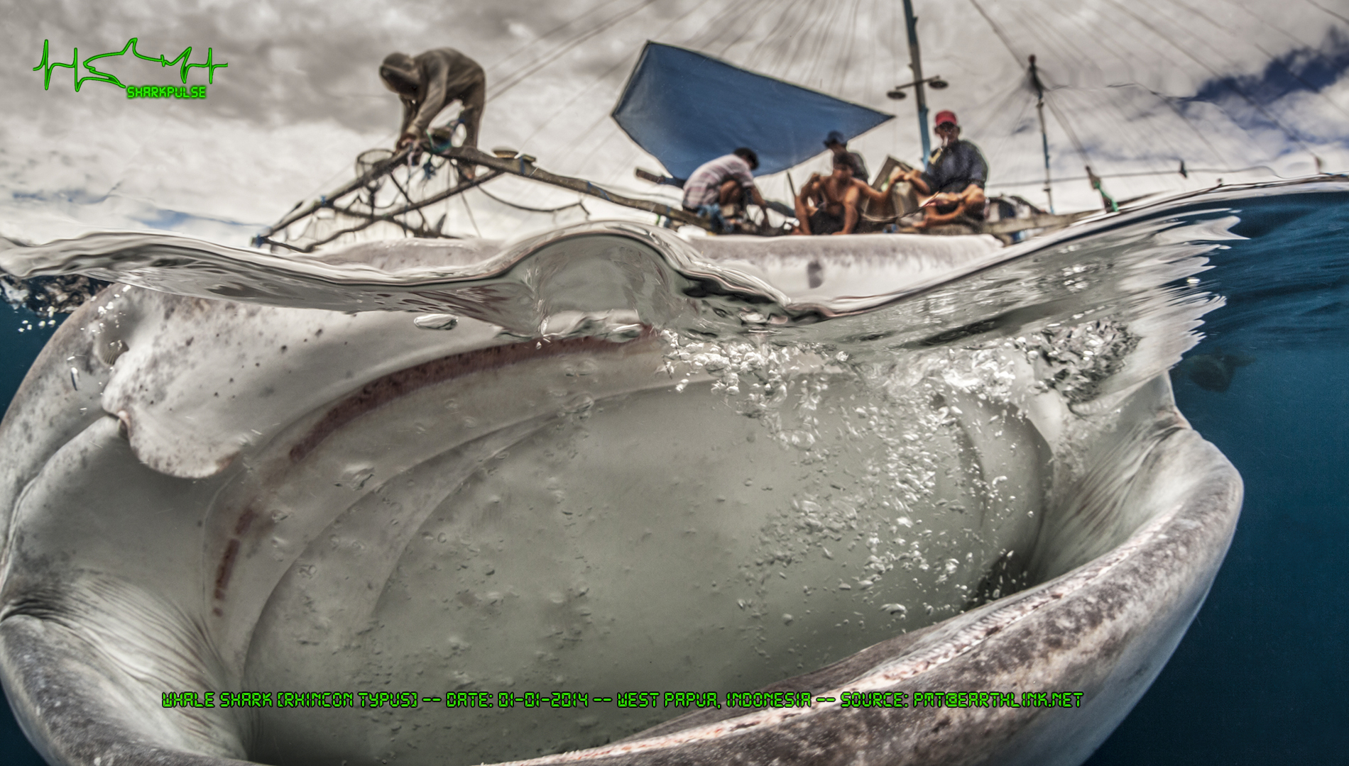 **MANDATORY BYLINE** PIC BY ADRIANA BASQUES / CATERS NEWS - (PICTURED The hungry whale shark appearing to hoover up fisherman above the water) This spectacular image shows the moment a whale shark looks about ready to swallow a boat full of fisherman. Captured beneath the waves of Cendrawasih Bay, Westa Papua, Indonesia, the humungous sharks mouth appears wide enough to swallow the floating crew whole. But luckily for the aquatic anglers, the image is merely an optical illusion and in actual fact the colossal sea creature is in fact only inches away from the camera. Taken by underwater photographer, Adriana Basques, 45, the Brazilian diver waited patiently for the filter feeding shark approach before taking the magnificent shot. SEE CATERS COPY